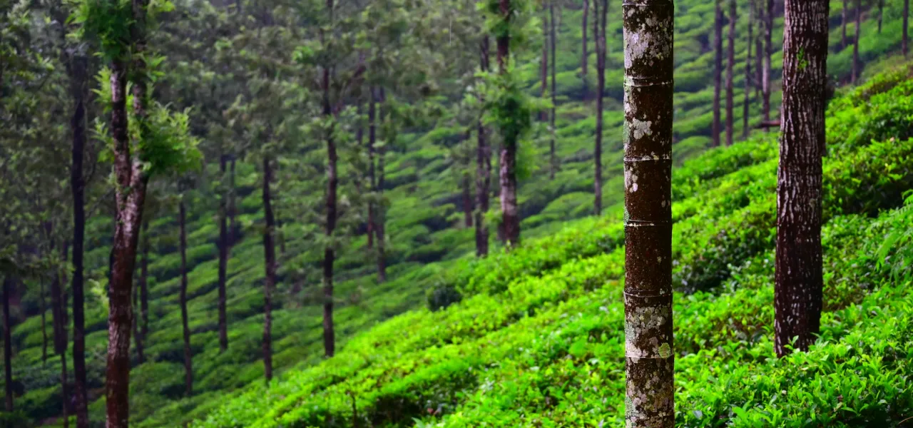 Photo by Shashank Shekhar on Unsplash